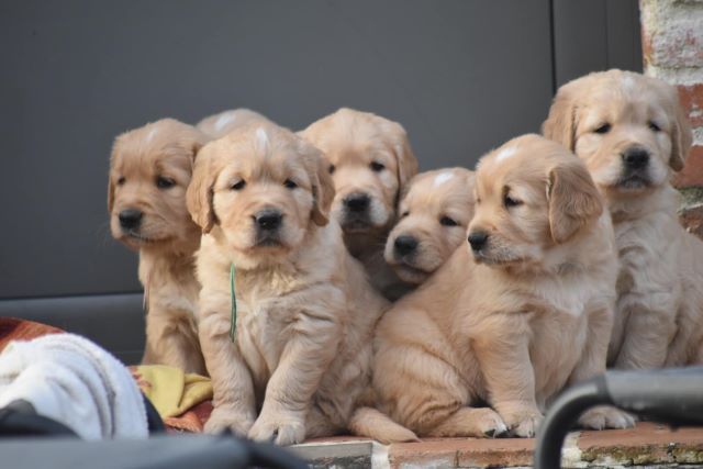 De L'Appel Du Large - Golden Retriever - Portée née le 13/10/2020