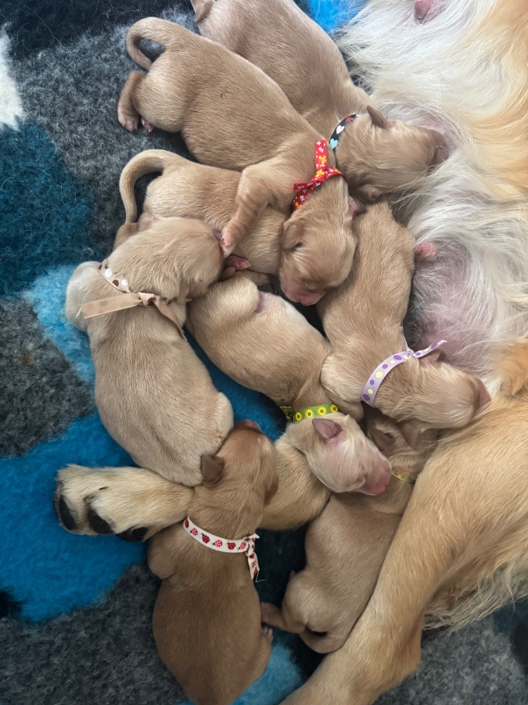 Les bébés de Brad et Tendresse sont nés !