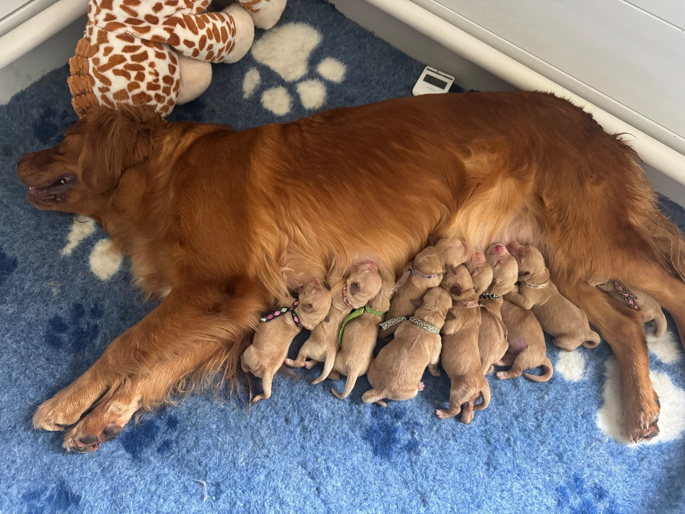 De L'Appel Du Large - Golden Retriever - Portée née le 18/12/2025