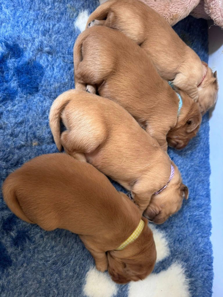 Chiot Golden Retriever De L'Appel Du Large